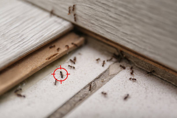 Wasp Removal Services in Gulf Park Estates, MS